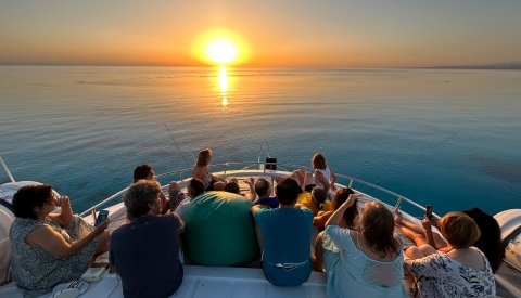 Nadar con delfines en libertad