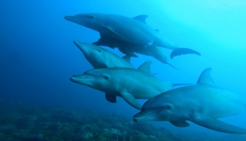 Nadar con delfines en libertad