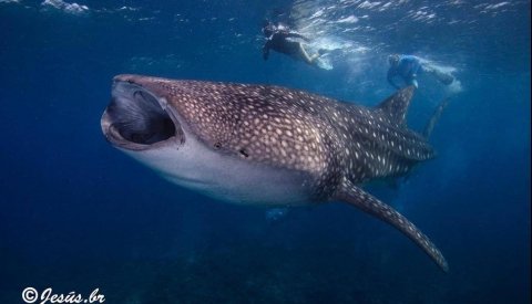 Maldivas Entre Atolones