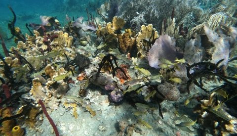 Dominicana en esencia