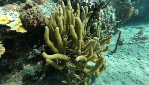 Dominicana en esencia