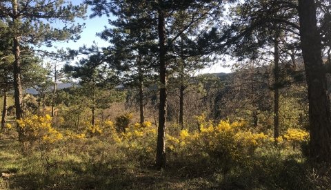 Magia y bienestar en el Pirineo