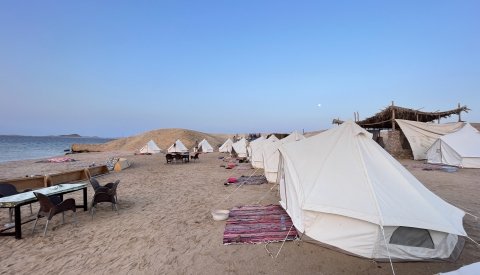 Nadar con delfines en libertad