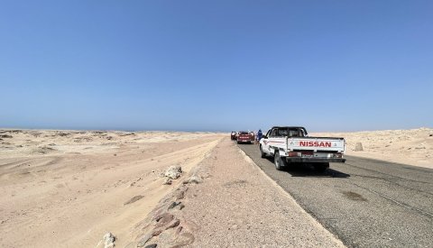 Nadar con delfines en libertad