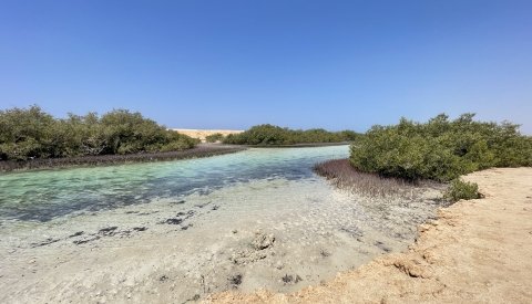 Nadar con delfines en libertad