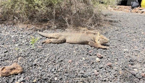 Galápagos Single