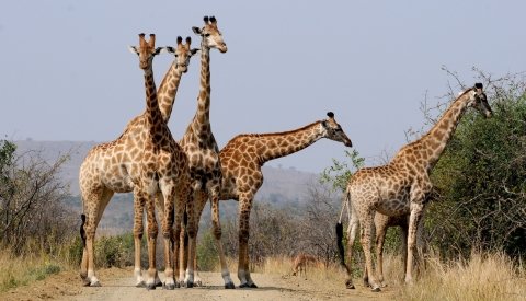 Sudáfrica y Swaziland