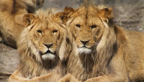 Kenia Single Semana Santa