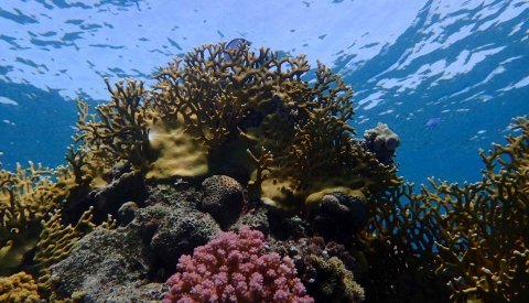 Nadar con delfines en libertad