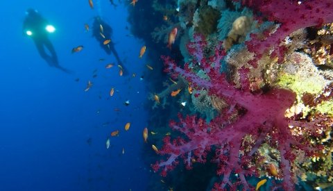 Buceo Mar Rojo