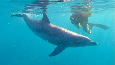Nadar con delfines en libertad