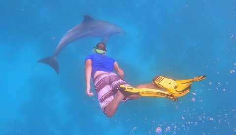 Nadar con delfines en libertad