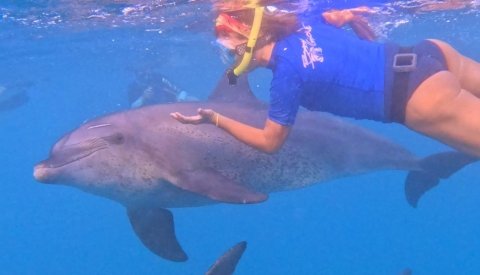 Nadar con delfines en libertad