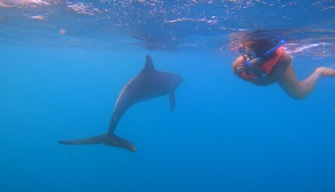 Nadar con delfines en libertad