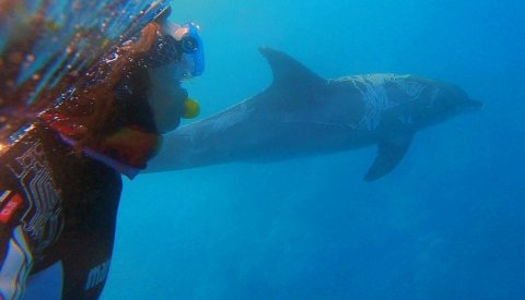 Nadar con delfines en libertad