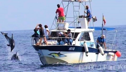Observación de Cetáceos