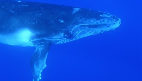 Islas de Polinesia Single