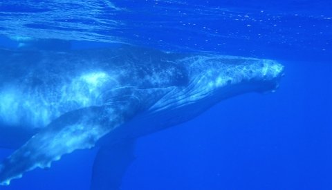 Islas de Polinesia Single