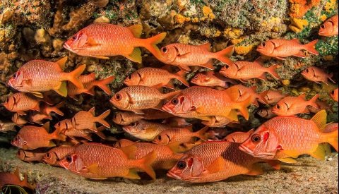 Islas de Polinesia Single