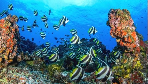 Islas de Polinesia Single