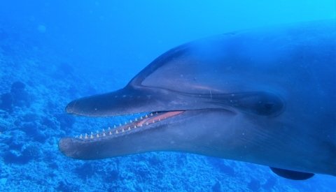 Islas de Polinesia Single