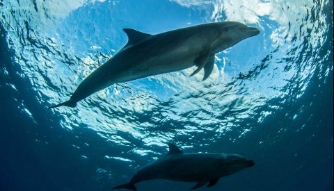 Islas de Polinesia Single