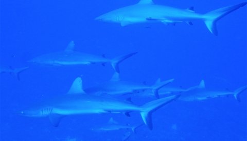 Islas de Polinesia Single