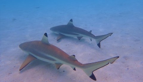 Islas de Polinesia Single