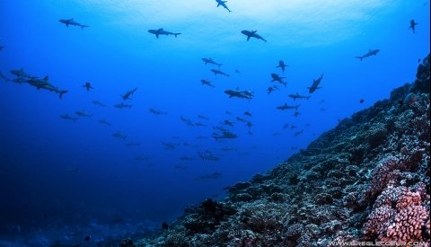 Islas de Polinesia Single