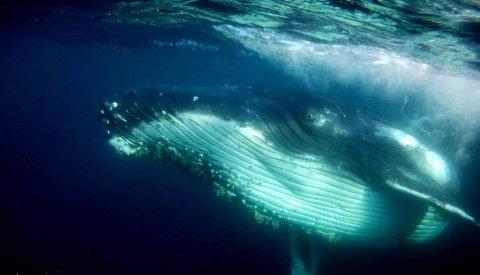 Sardine Run Sudafrica