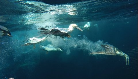 Sardine Run Sudafrica