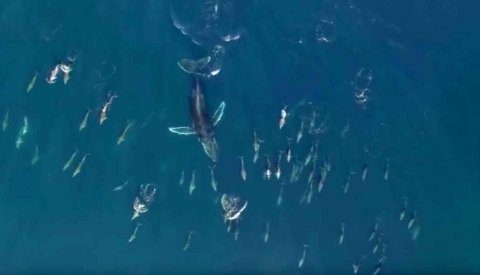 Sardine Run Sudafrica