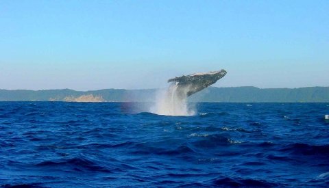 Sardine Run Sudafrica