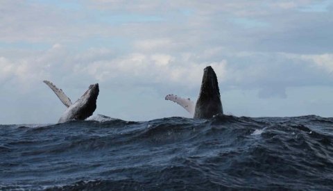 Sardine Run Sudafrica