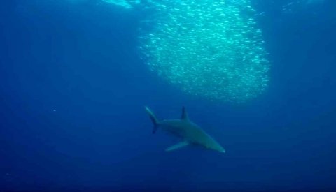 Sardine Run Sudafrica