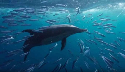 Sardine Run Sudafrica