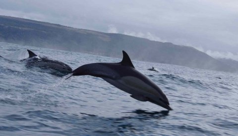 Sardine Run Sudafrica