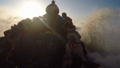 Sardine Run Sudafrica