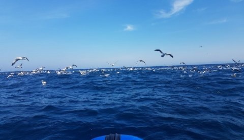 Sardine Run Sudafrica