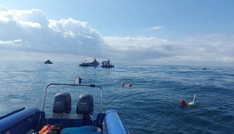 Sardine Run Sudafrica