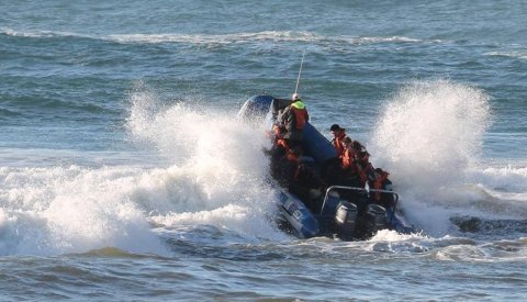 Sardine Run Sudafrica