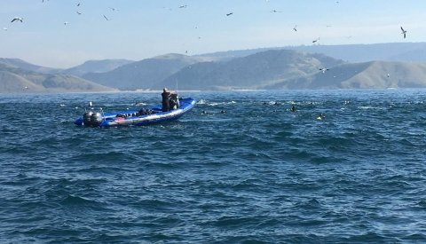 Sardine Run Sudafrica