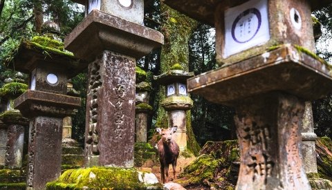 Festivales y tradiciones en Japón