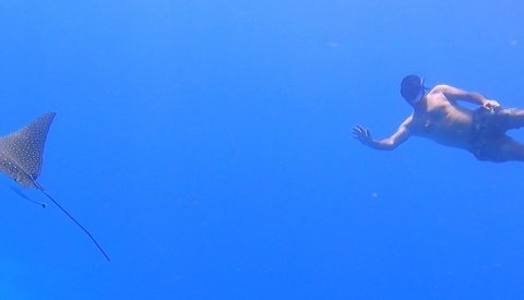 Nadar con delfines en libertad