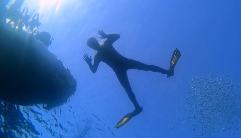 Nadar con delfines en libertad