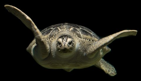 Aprende a bucear. Costa Azahar