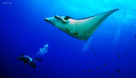 Tubbataha: Filipinas