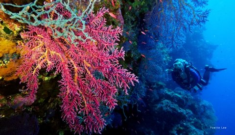 Tubbataha: Filipinas