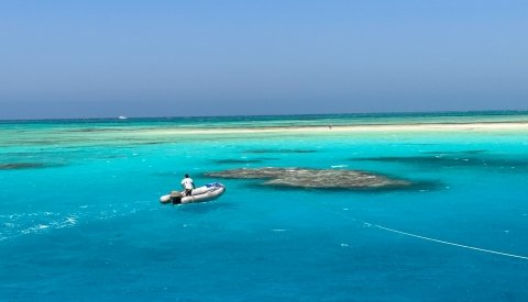 Nadar con delfines en libertad