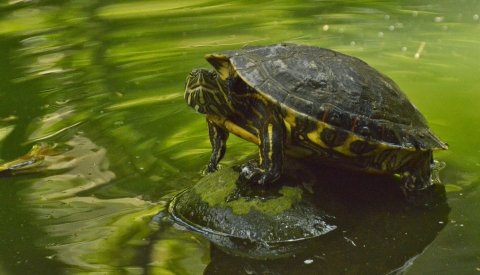 Costa Rica Especial Semana Santa